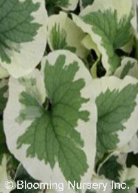 Brunnera macrophylla 'Dawson's White'